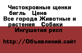 Чистокровные щенки бигль › Цена ­ 15 000 - Все города Животные и растения » Собаки   . Ингушетия респ.
